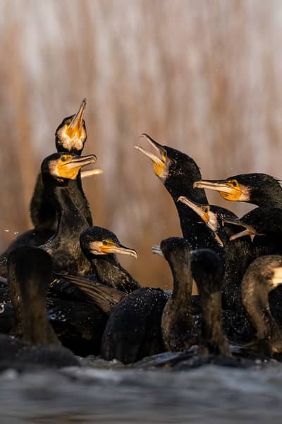 Hongarije winter — 23