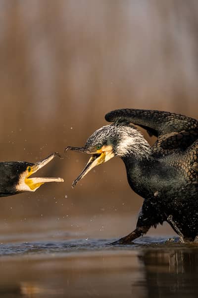 Hongarije winter — 30