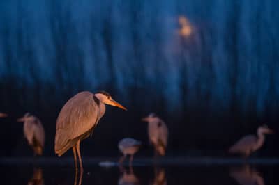 Hongarije winter — 7