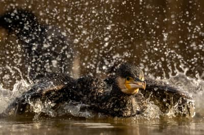 Hongarije winter — 5