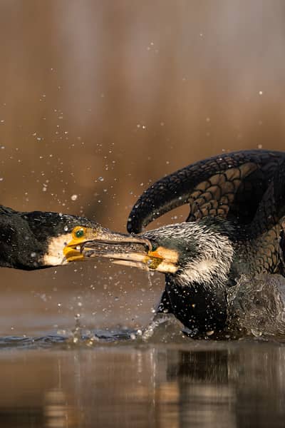 Hongarije winter — 6