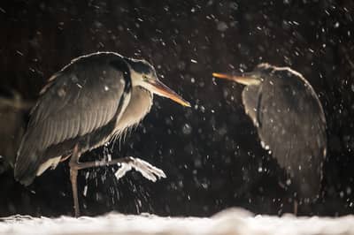 Hongarije winter — 35