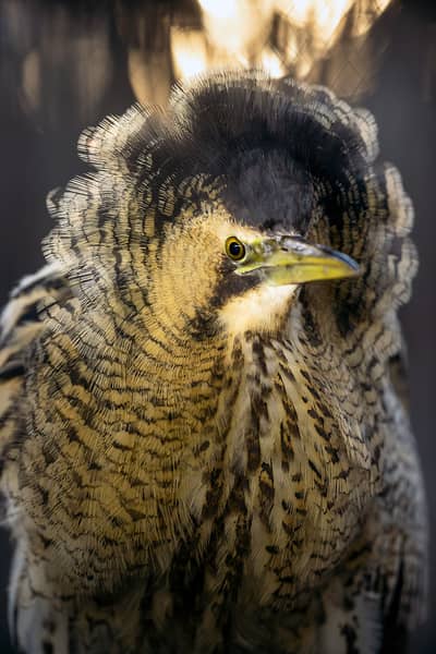 Hongarije winter — 4