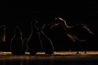 Hongarije winter — 11