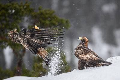 Invierno en el Reino del Águila