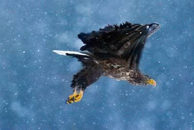 Winter in the Eagle Kingdom — 4