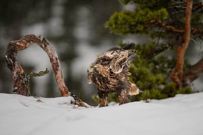 Winter im Adlerreich — 4