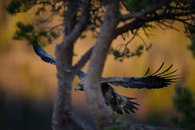 Winter im Adlerreich — 31