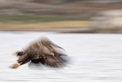 Winter im Adlerreich — 35