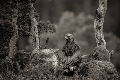 Winter im Adlerreich — 24