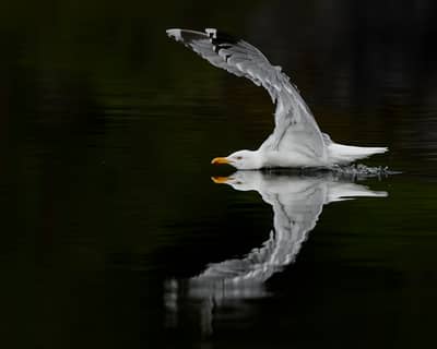 Winter im Adlerreich — 13