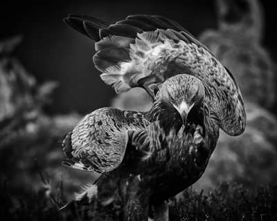 Winter im Adlerreich — 16