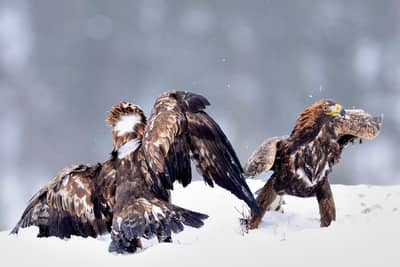 Winter im Adlerreich — 19