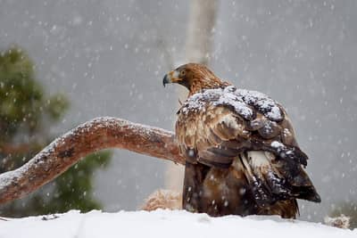 Winter im Adlerreich — 30