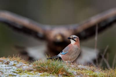 Winter im Adlerreich — 15