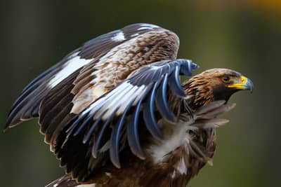 Winter im Adlerreich — 22