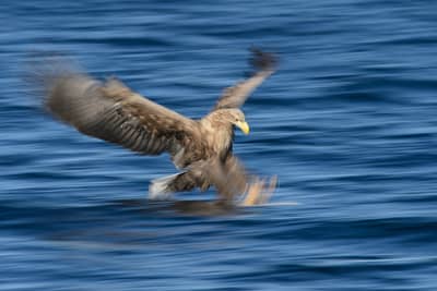 Winter im Adlerreich — 17