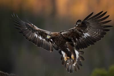 Winter im Adlerreich — 3