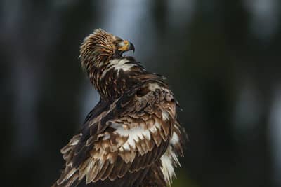 Winter im Adlerreich — 28