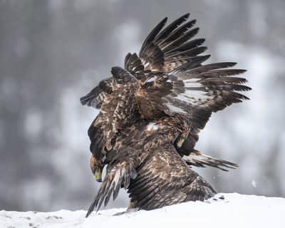 Winter im Adlerreich — 26