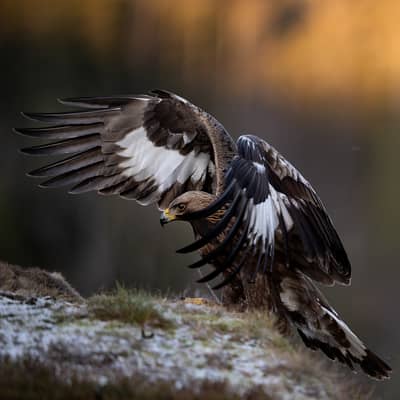 Winter im Adlerreich — 2