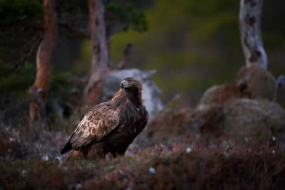 Winter im Adlerreich — 29