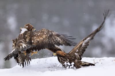 Winter in the Eagle Kingdom — 10