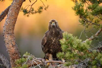 Winter im Adlerreich — 27