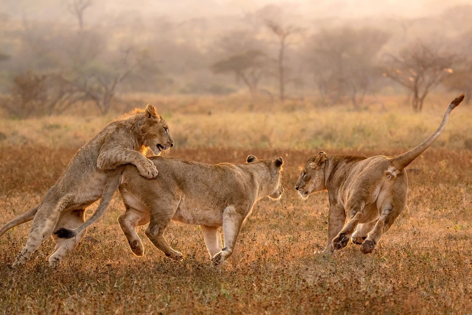 Fotosafari in Afrika – alles wat je moet weten voor je eerste fototour