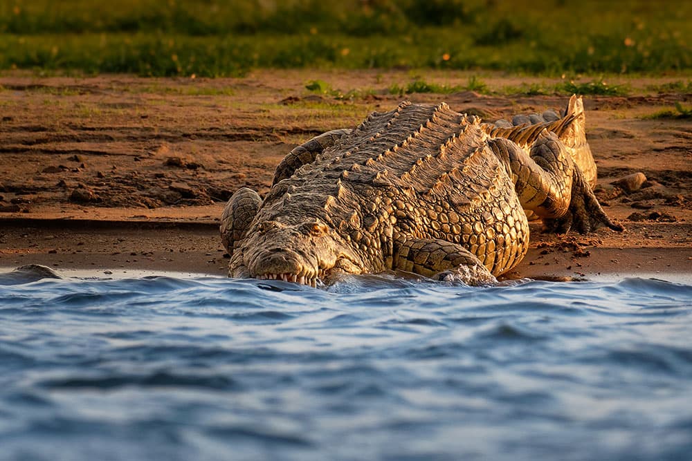 Nile crocodile (Crocodylus niloticus)