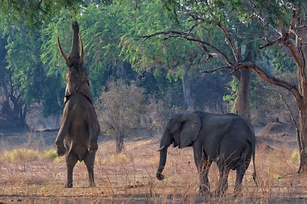 Elefante africano (Loxodonta africana)