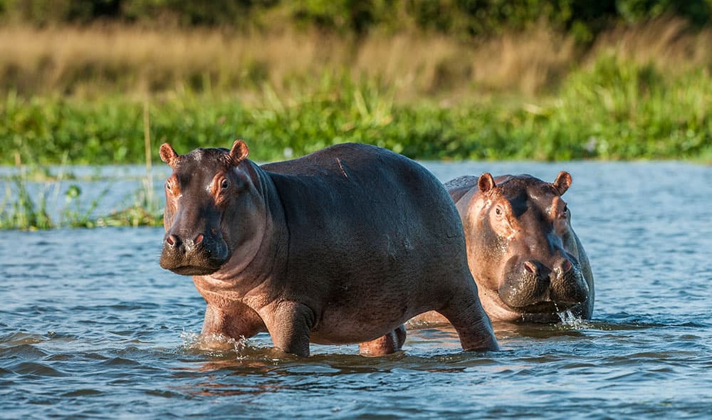 Hippopotamus (Hippopotamus amphibius)