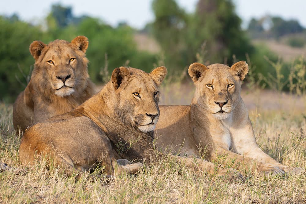León africano (Panthera leo)