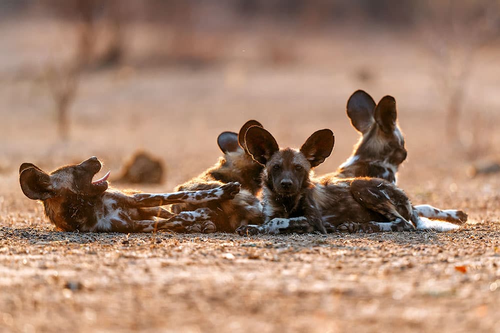 Perro salvaje africano (Lycaon pictus)