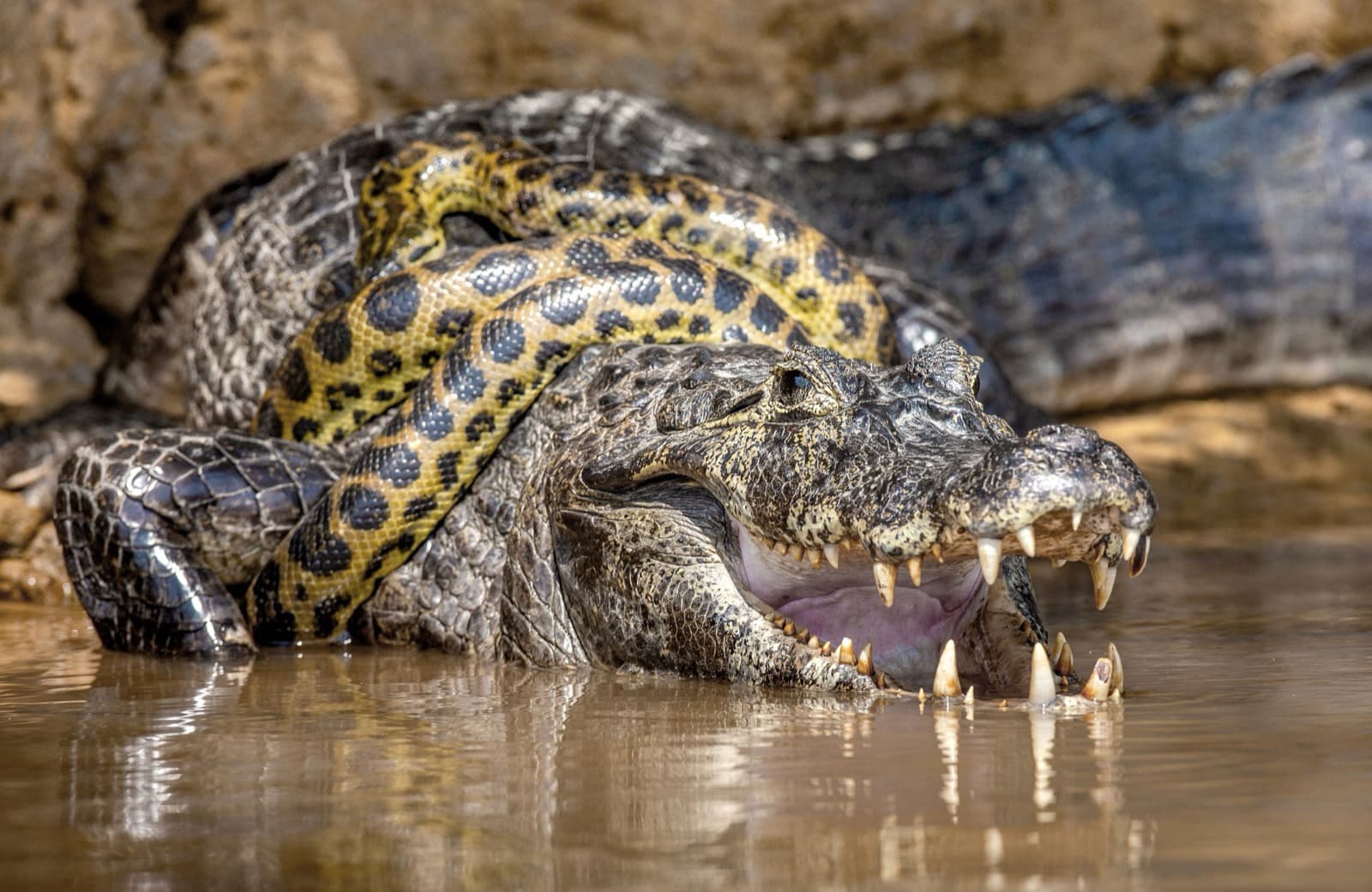 Yacaré Caiman