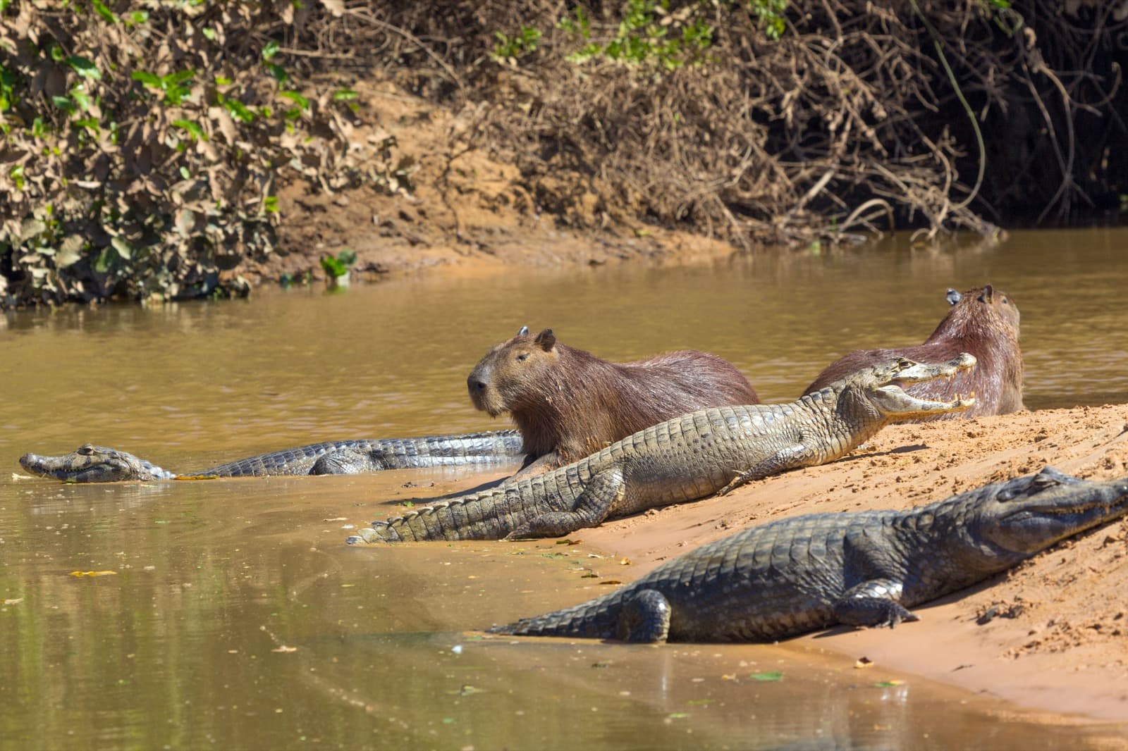 Carpinchos y caimanes en el Pantanal