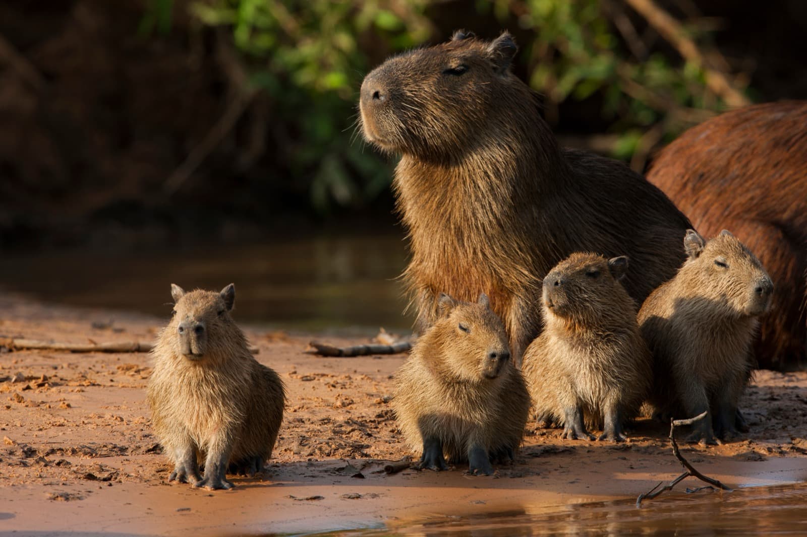 Capybara