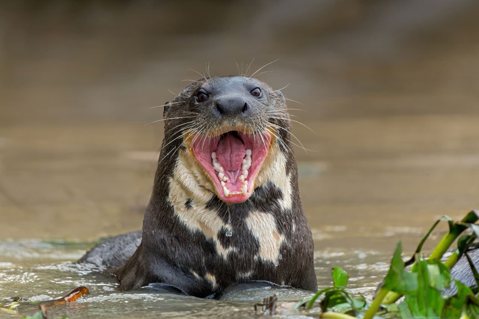 Giant Otter (Pteronura brasiliensis)