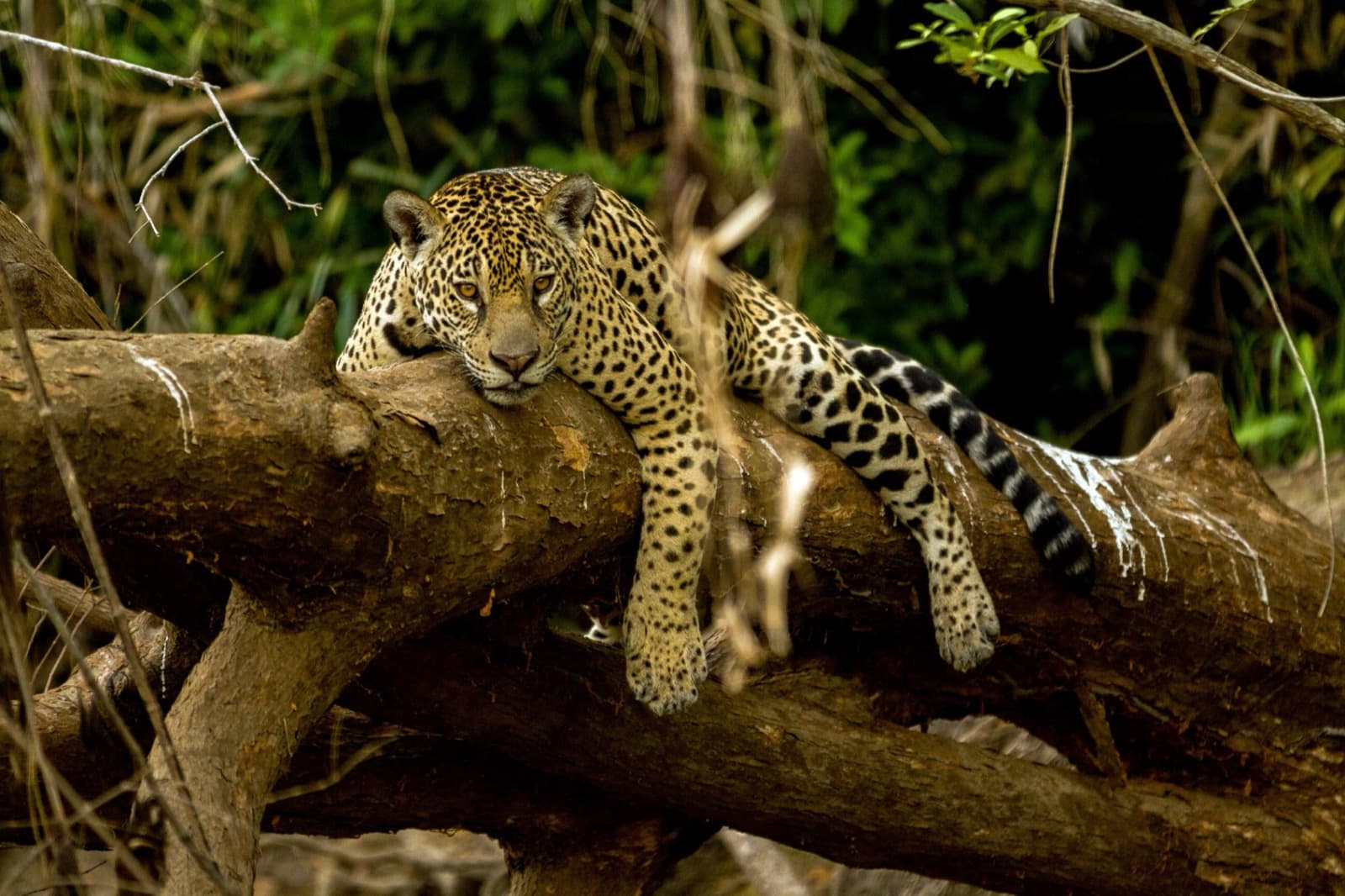 Jaguar in Pantanal