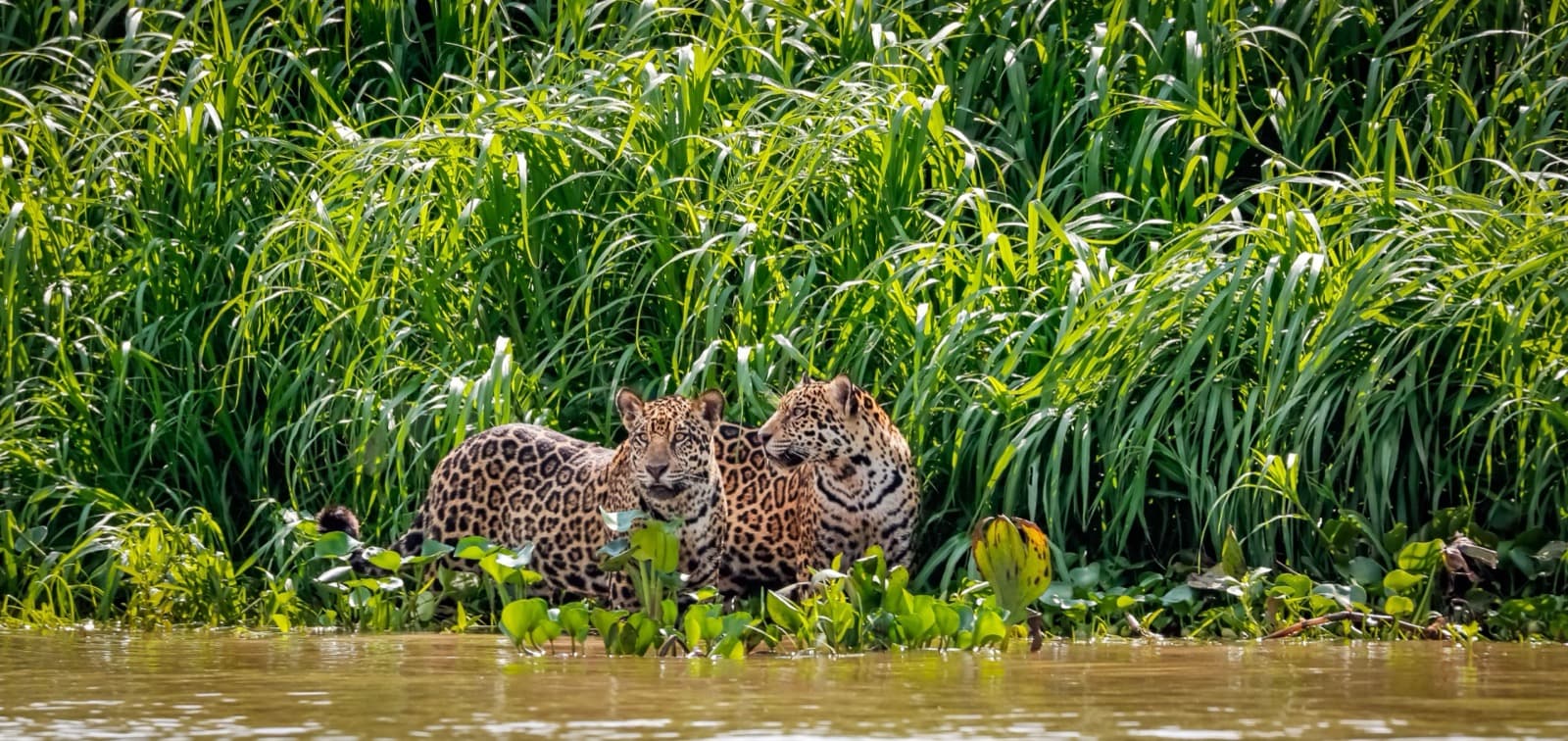 Jaguar (Panthera onca)