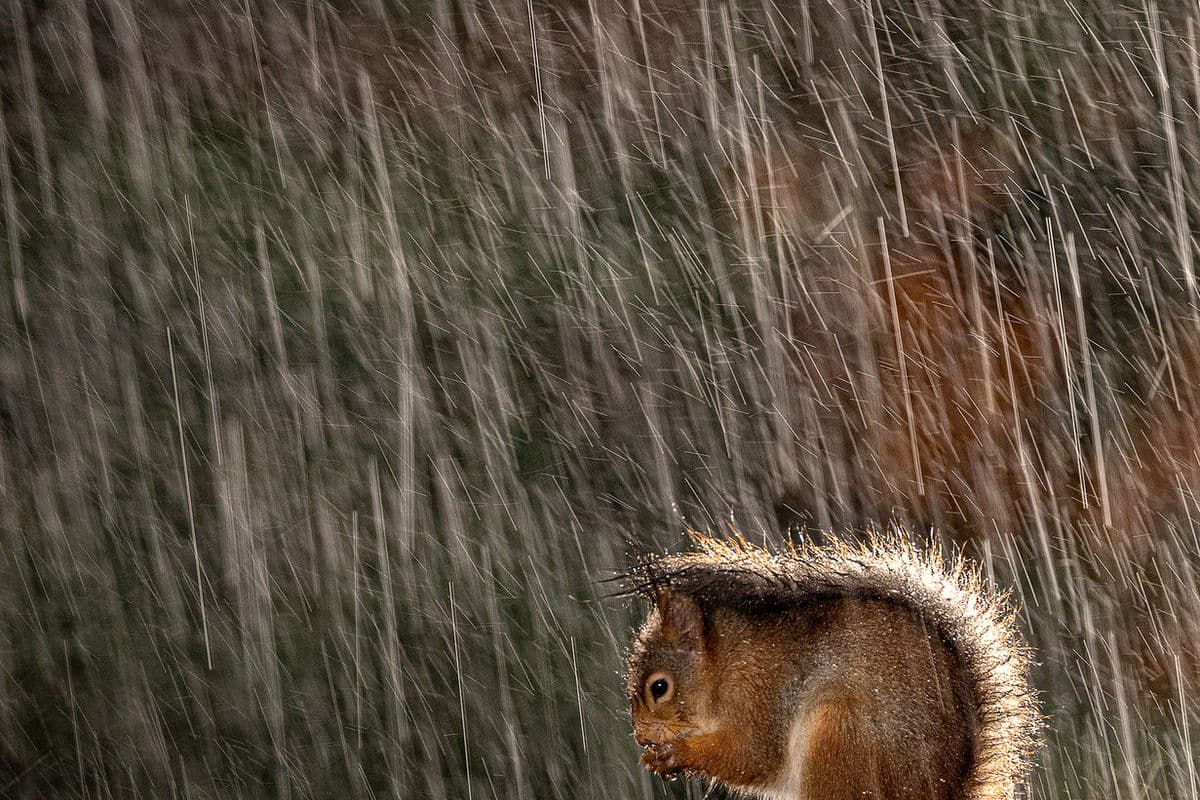 Ekorre i regn