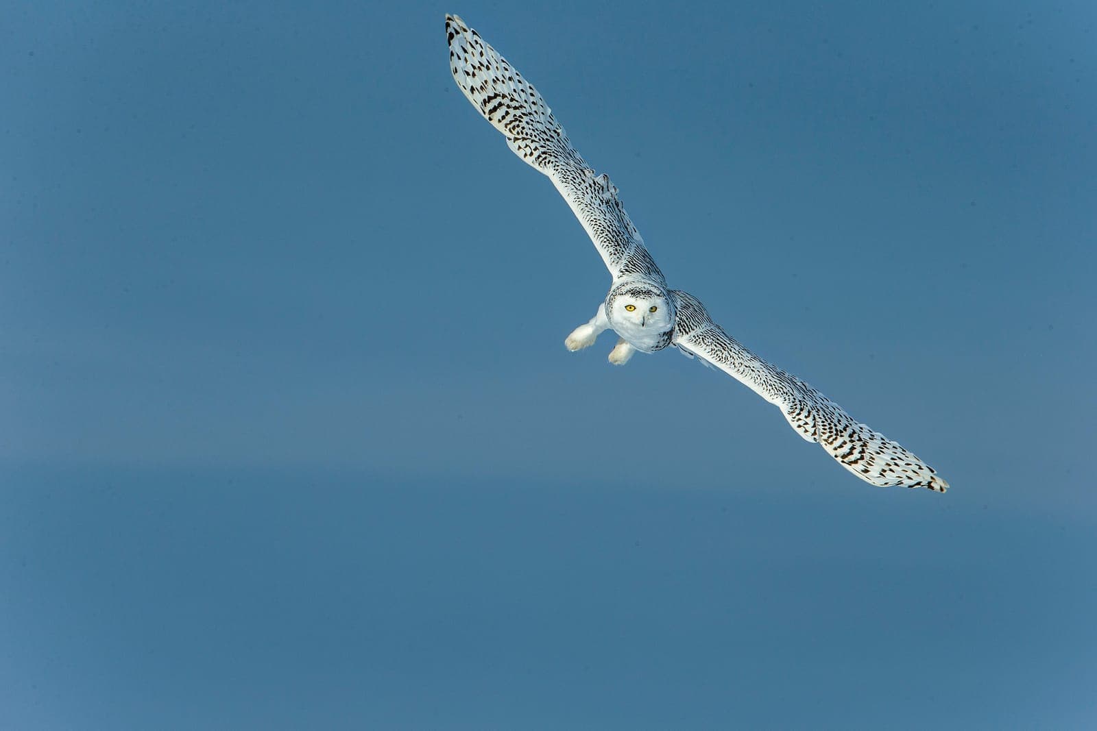 Great Grey Owl (Strix nebulosa)