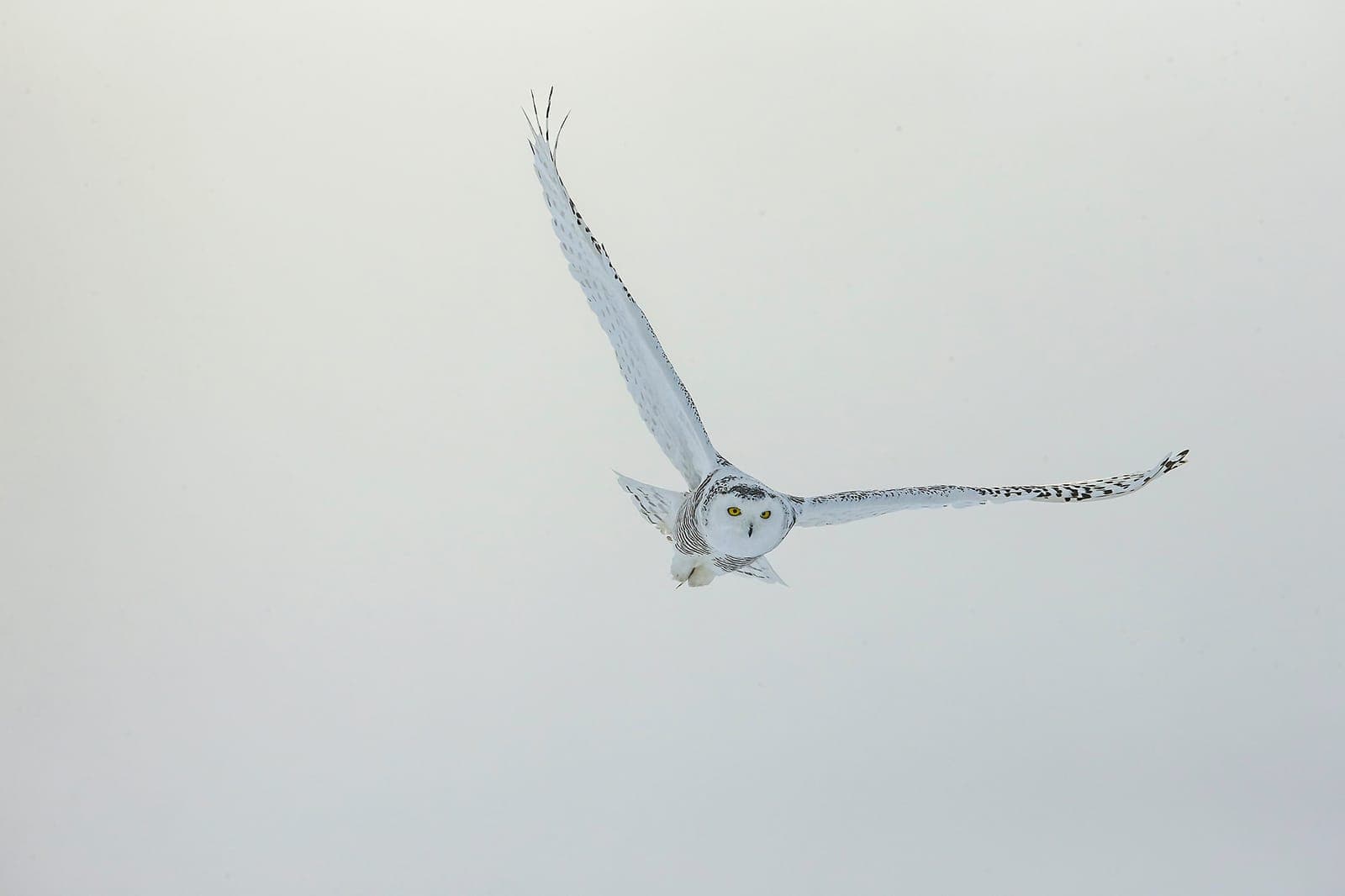 Canada — Great Grey Owls and Arctic Wildlife
