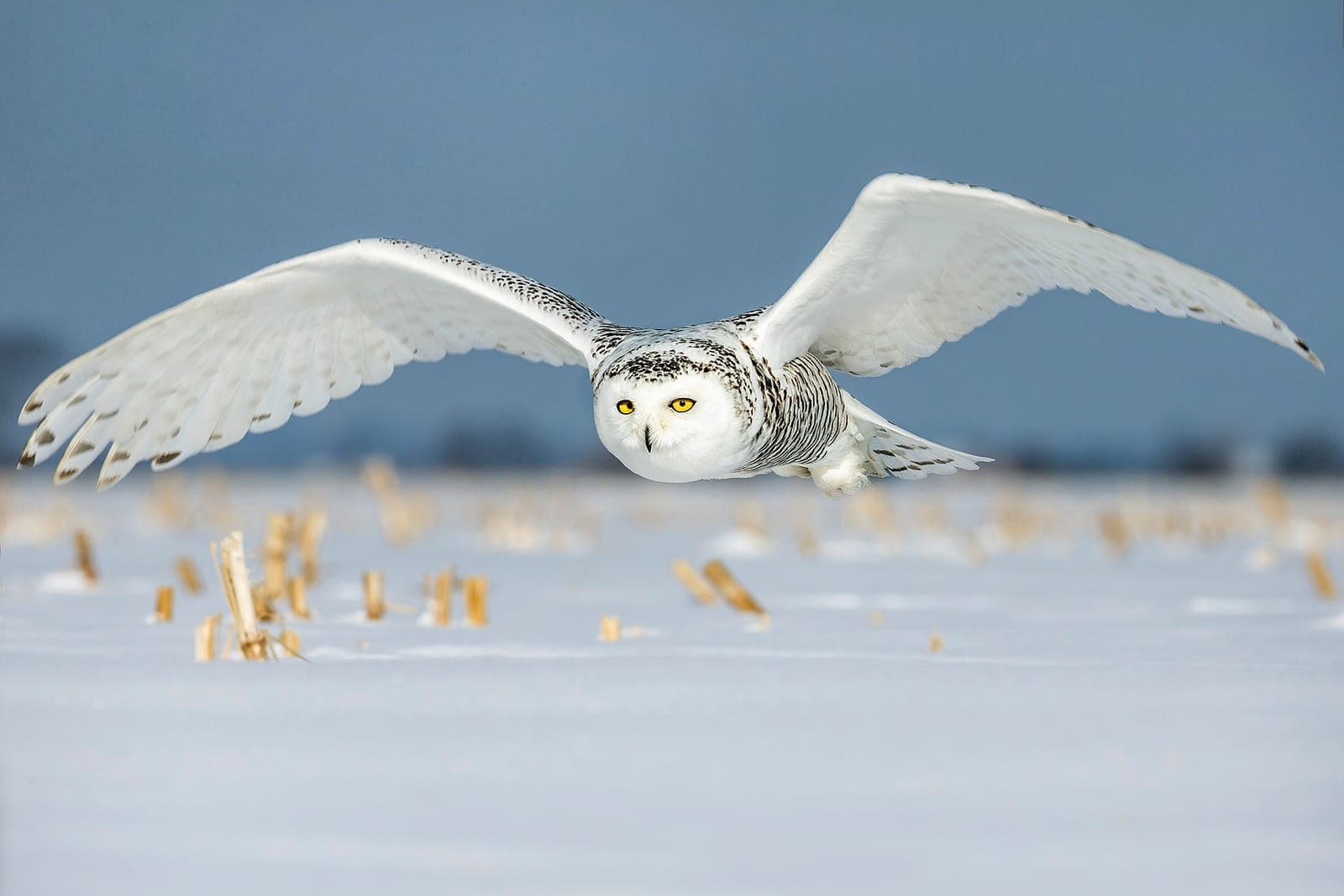 Photographing Owls and Birds of Prey in Winter – Tips for Nature Photography in Snow and Cold