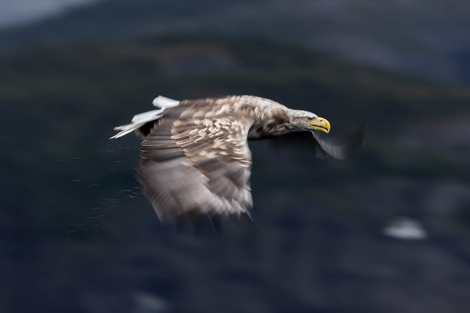 White-tailed Eagle (Haliaeetus albicilla)