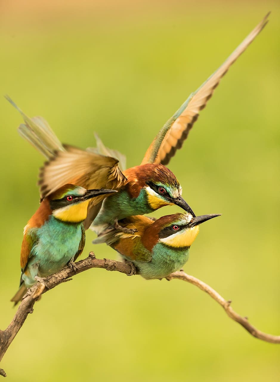 European Bee-eater (Merops apiaster)