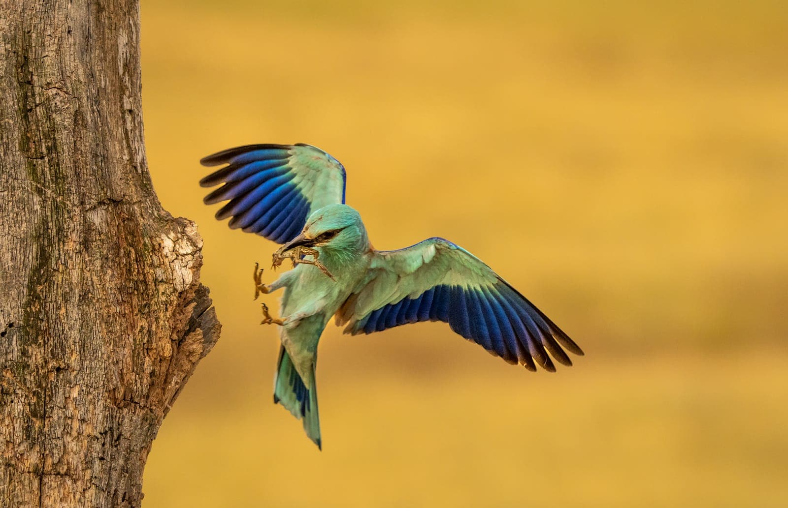 European Roller (Coracias garrulus)