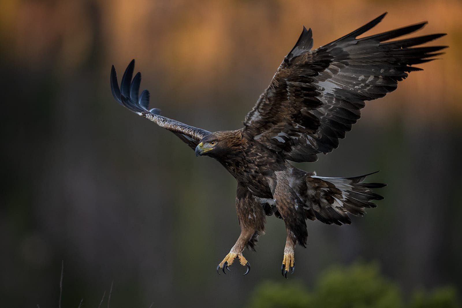 Photographing Sea Eagles and Golden Eagles in Scandinavia – Best Locations and Techniques