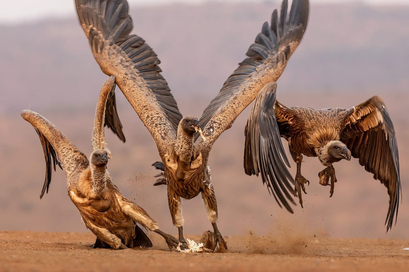 Vultures and Raptors