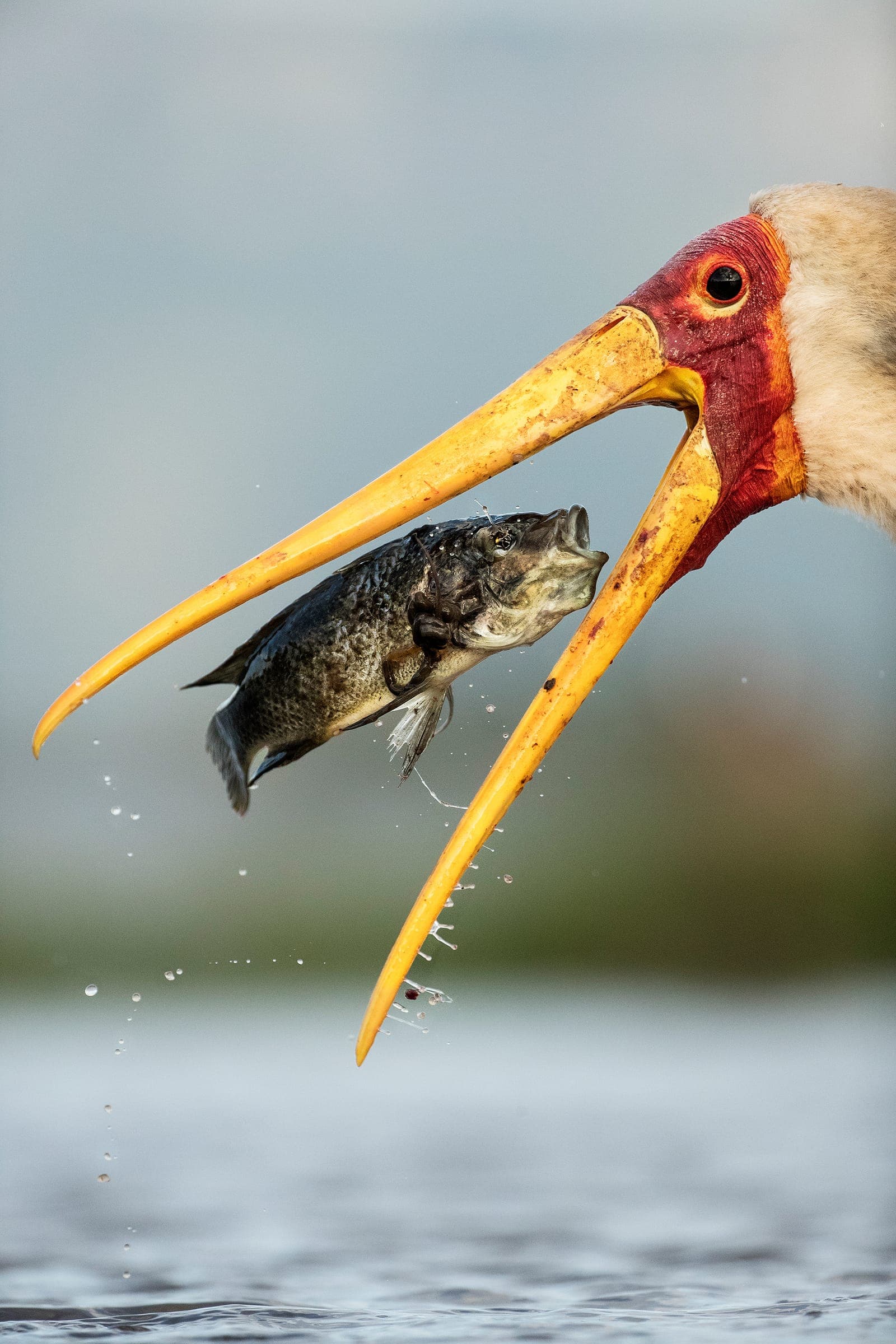 Bird Photography at Water Level